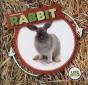 Rabbit - Preview