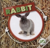 Capa do artigo Rabbit