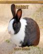 Rabbit - Preview