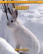 Rabbit - Preview