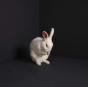 Rabbits - CD - Preview