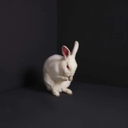 Capa do artigo Rabbits - Vinil