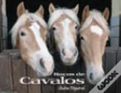 Capa do artigo Raças de Cavalos