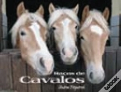 Capa do artigo Raças de Cavalos