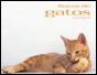 Raças de Gatos - Preview