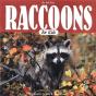 Raccoons For Kids - Preview