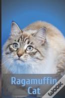 Ragamuffin Cat