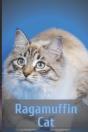 Ragamuffin Cat - Preview