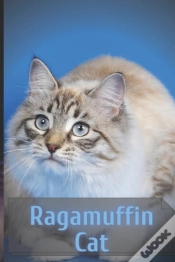 Capa do artigo Ragamuffin Cat