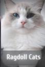 Ragdoll Cats - Preview