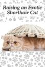 Raising An Exotic Shorthair Cat - Preview