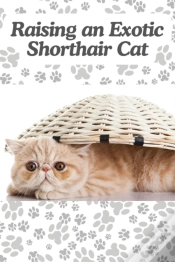 Capa do artigo Raising An Exotic Shorthair Cat