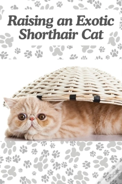 Capa do artigo Raising An Exotic Shorthair Cat