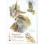 Rapaces De Bretagne - Preview