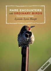 Capa do artigo Rare Encounters With Ordinary Birds