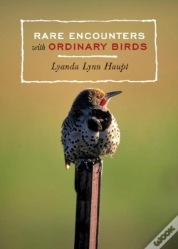 Capa do artigo Rare Encounters With Ordinary Birds