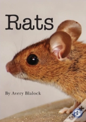 Capa do artigo Rats