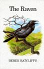 Raven - Preview