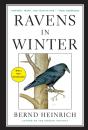 Ravens In Winter - Preview