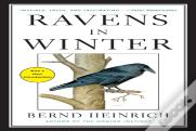 Ravens In Winter