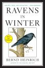 Ravens In Winter - Preview