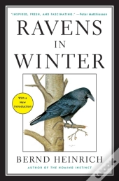 Ravens In Winter