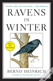 Capa do artigo Ravens In Winter