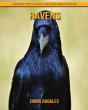 Ravens - Preview