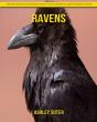 Ravens - Preview