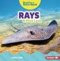 Rays - Preview