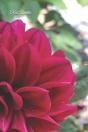Red Dahlia - Preview