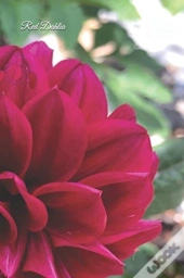 Red Dahlia