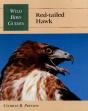 Red-Tailed Hawk - Preview