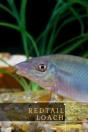 Redtail Loach - Preview