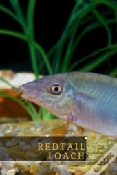 Redtail Loach