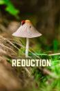 Reduction - Preview