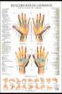 Reflexologia De Las Manos Poster - Preview