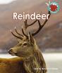 Reindeer - Preview