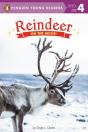 Reindeer - Preview