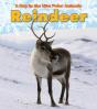 Reindeer - Preview