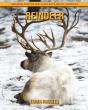 Reindeer - Preview