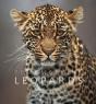 Remembering Leopards - Preview
