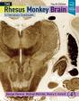 Rhesus Monkey Brain In Stereotaxic Coordinates - Preview