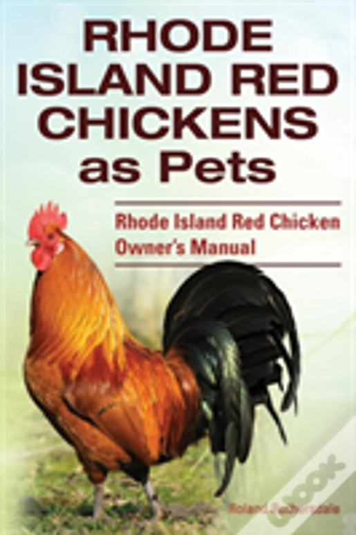 Rhode Island Red Chickens As Pets. Rhode Island Red Chicken Owner'S Manual