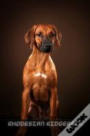Rhodesian Ridgeback