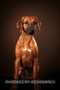Rhodesian Ridgeback - Preview
