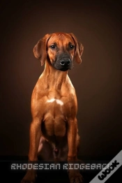 Capa do artigo Rhodesian Ridgeback