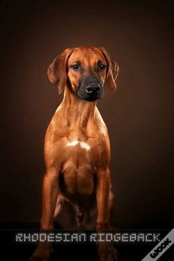 Capa do artigo Rhodesian Ridgeback