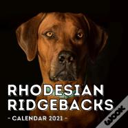 Rhodesian Ridgebacks Calendar 2021