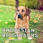 Rhodesian Ridgebacks Calendar 2021 - Preview